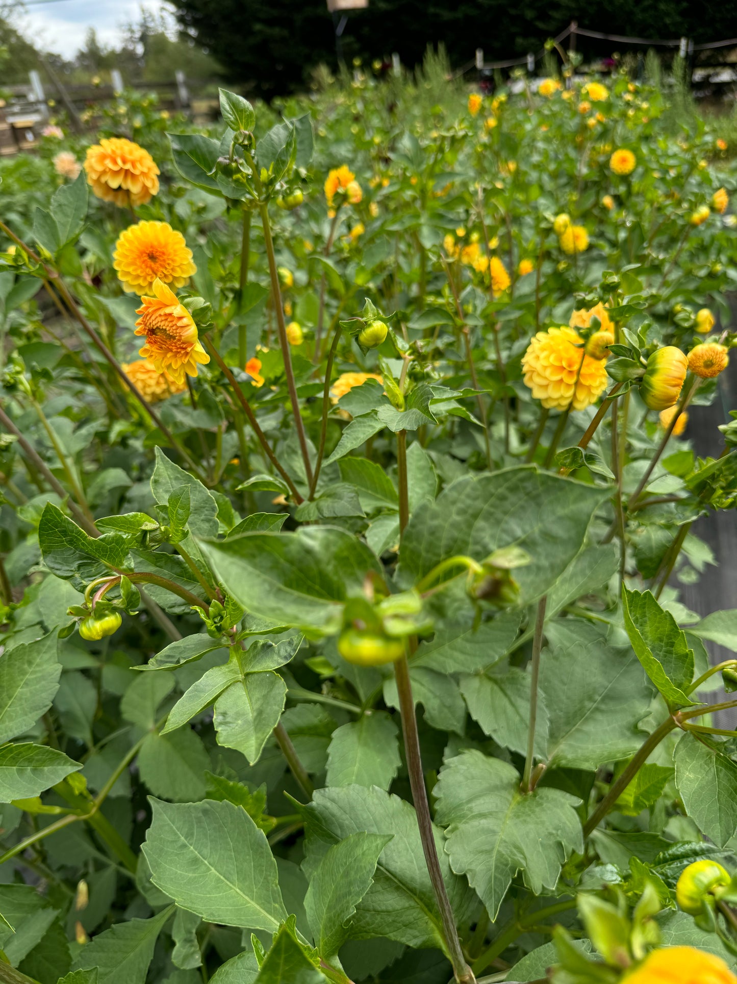 Dahlia vigorous Golden Scepter plant