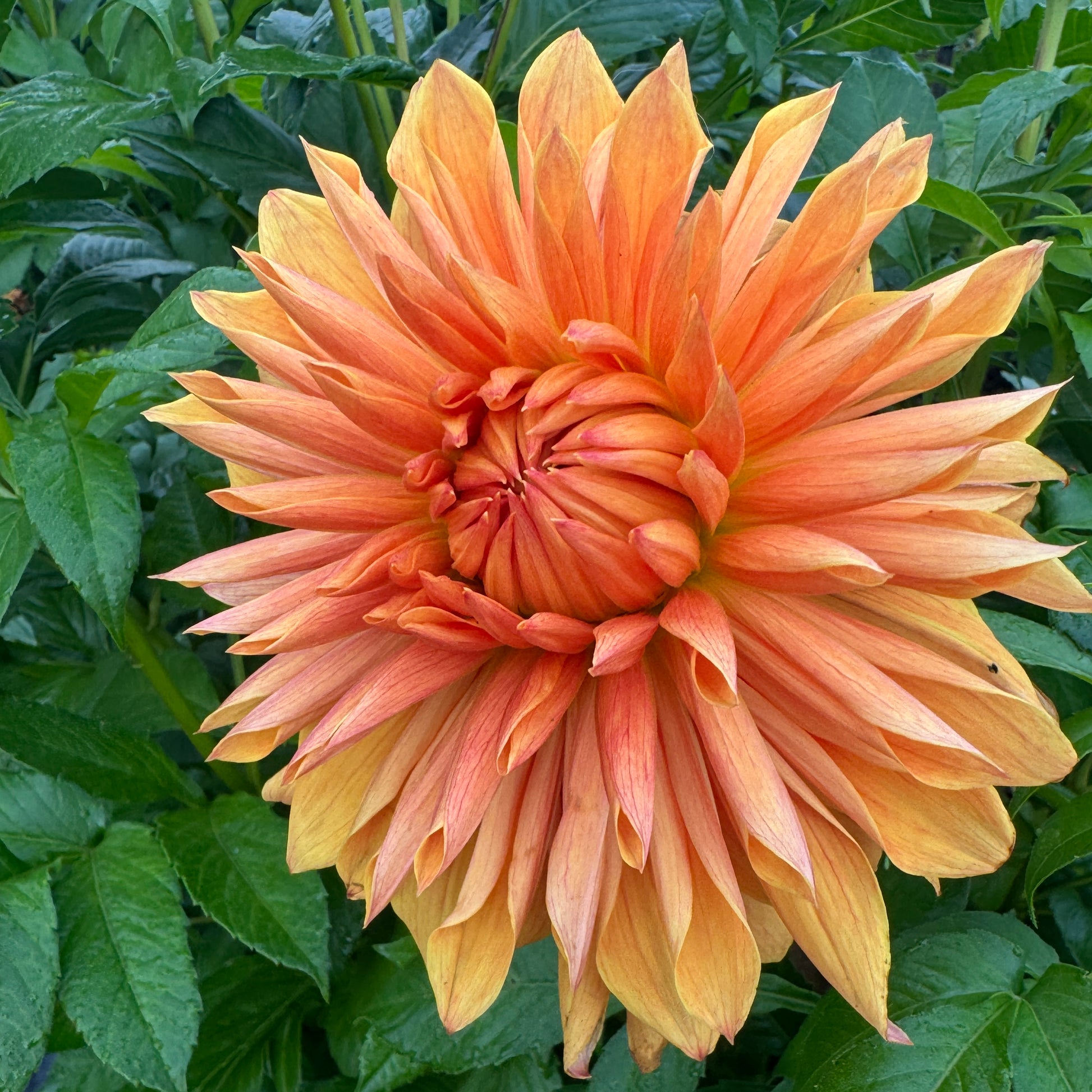 Orange Dahlia Island Flare big and bold
