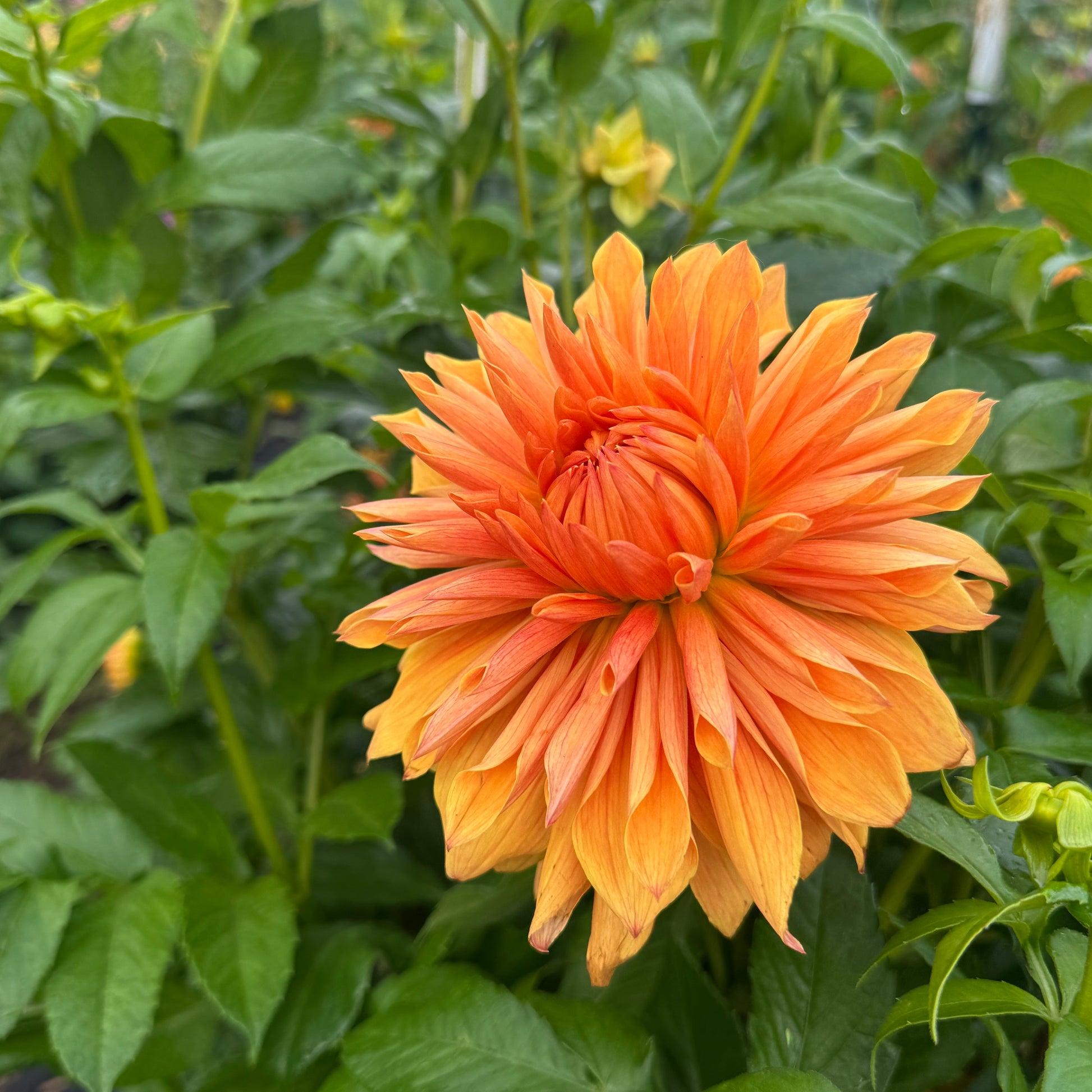 Large Dahlia Island Flare in the field