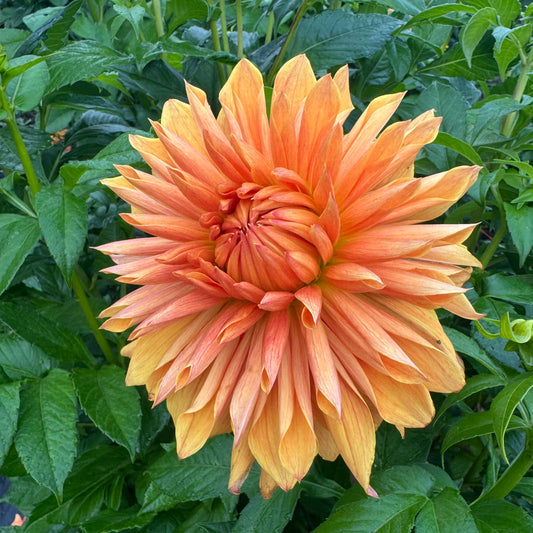 Dahlia Island Flare has big beautiful blooms