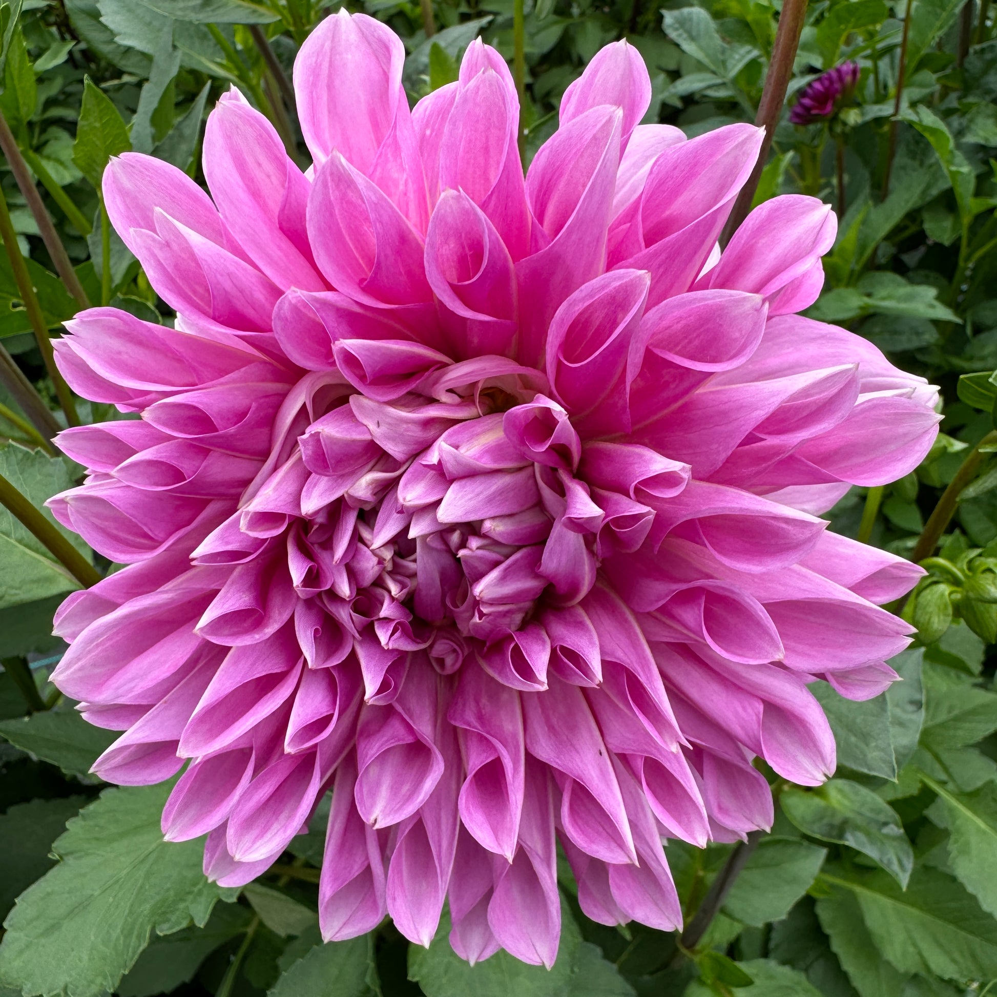 Close up of Dahlia Lavender Perfection