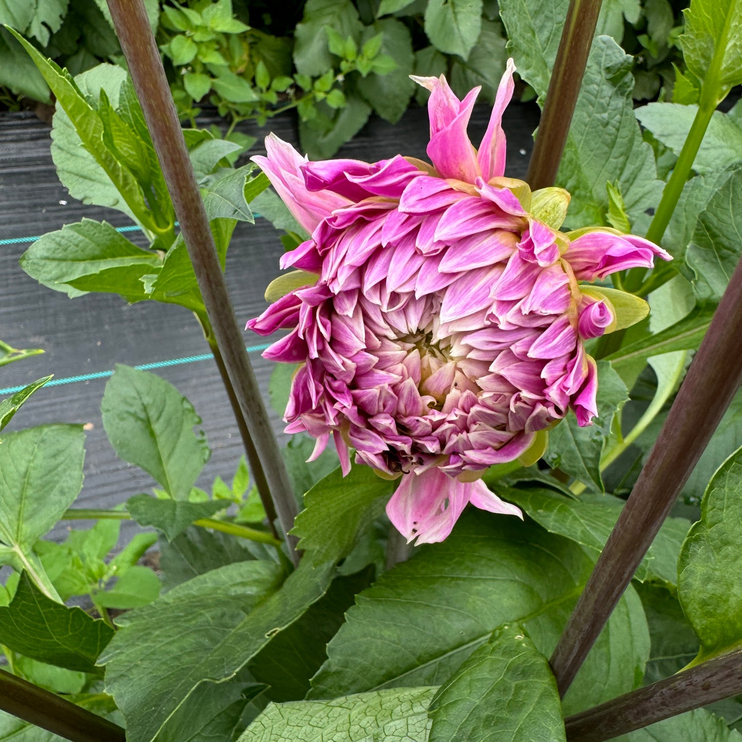 Bud of Dahlia Lavender Perfection