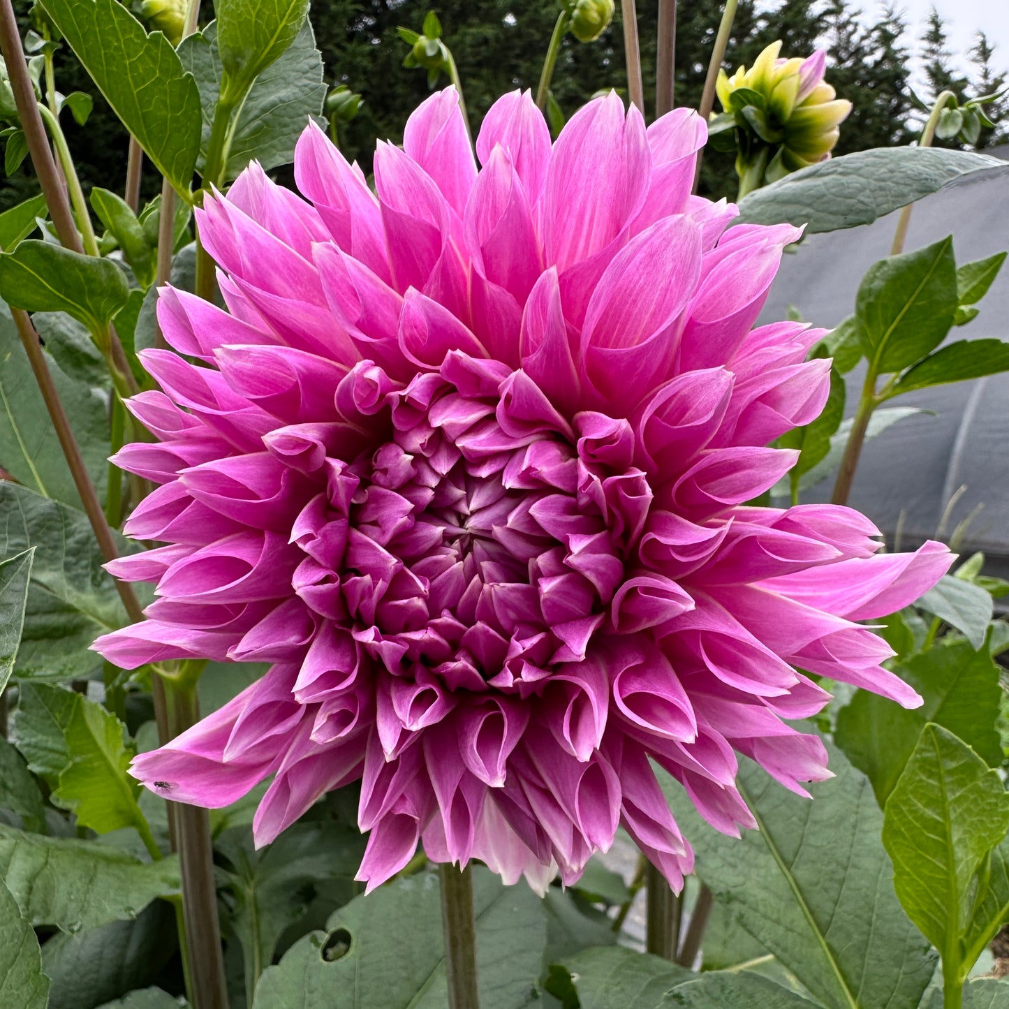 Close up Dahia Lavender Perfection