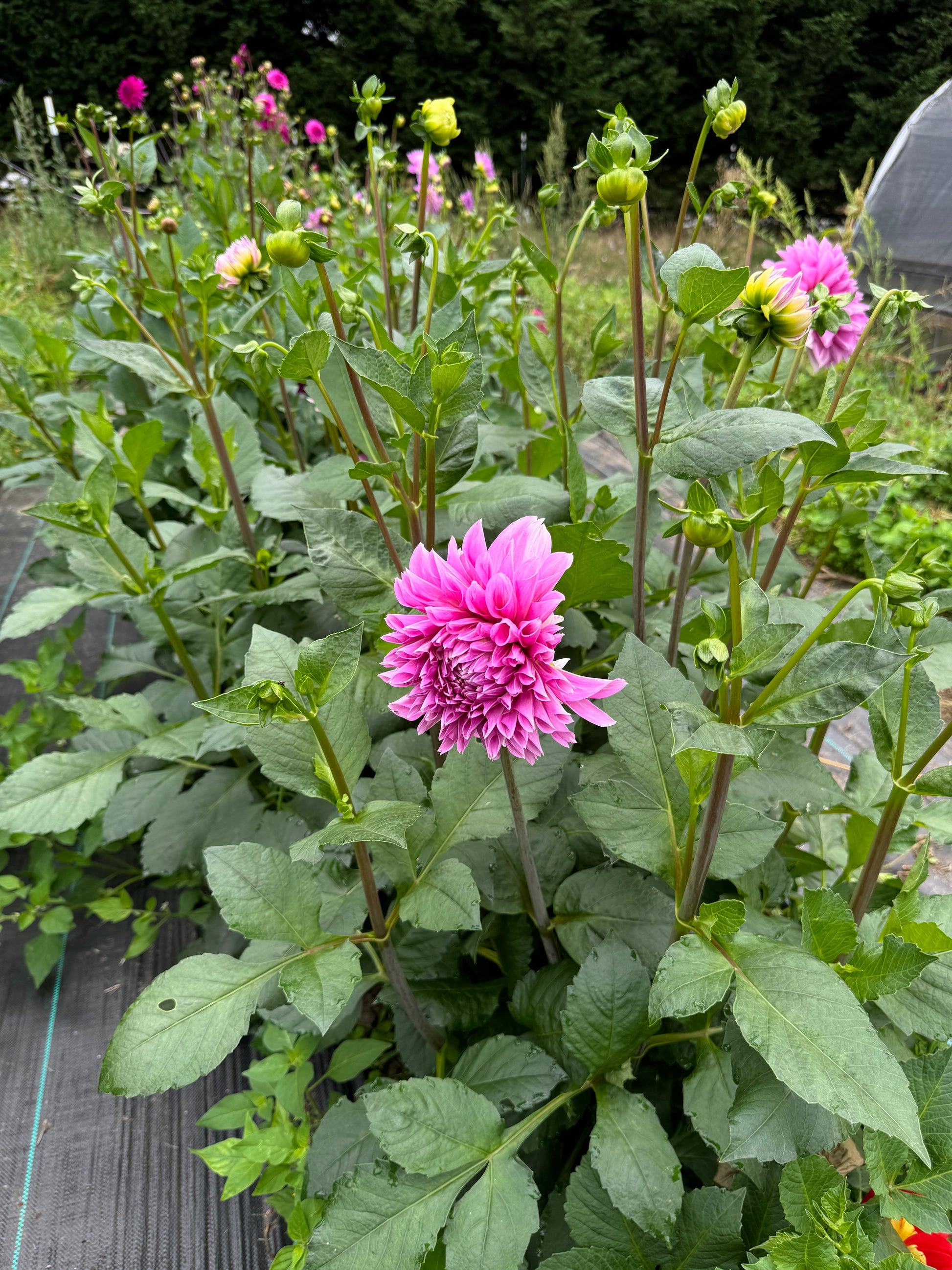 Field view of Dahlia Lavender Perfection