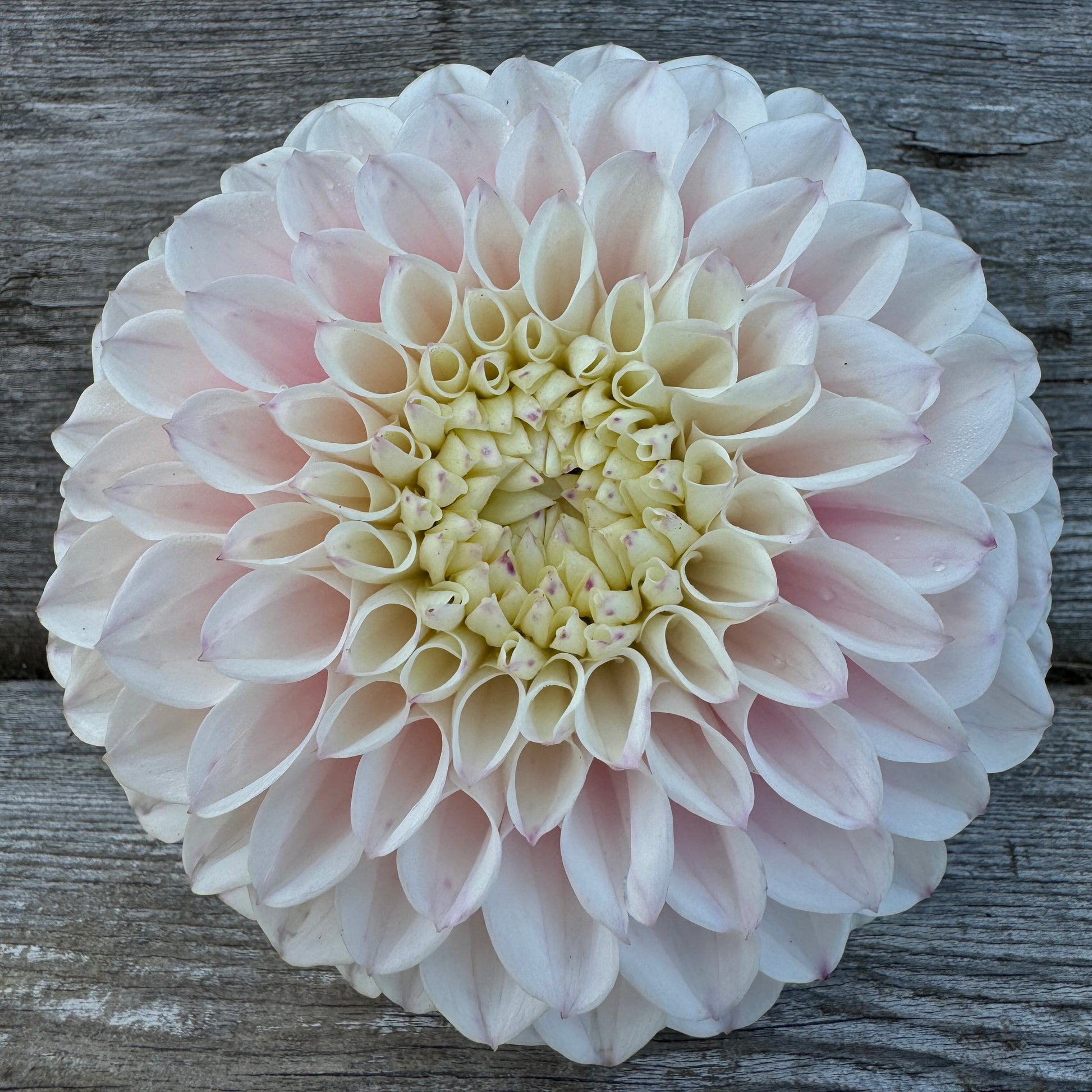 Soft pink Dahlia called Pink Pearl strong stems
