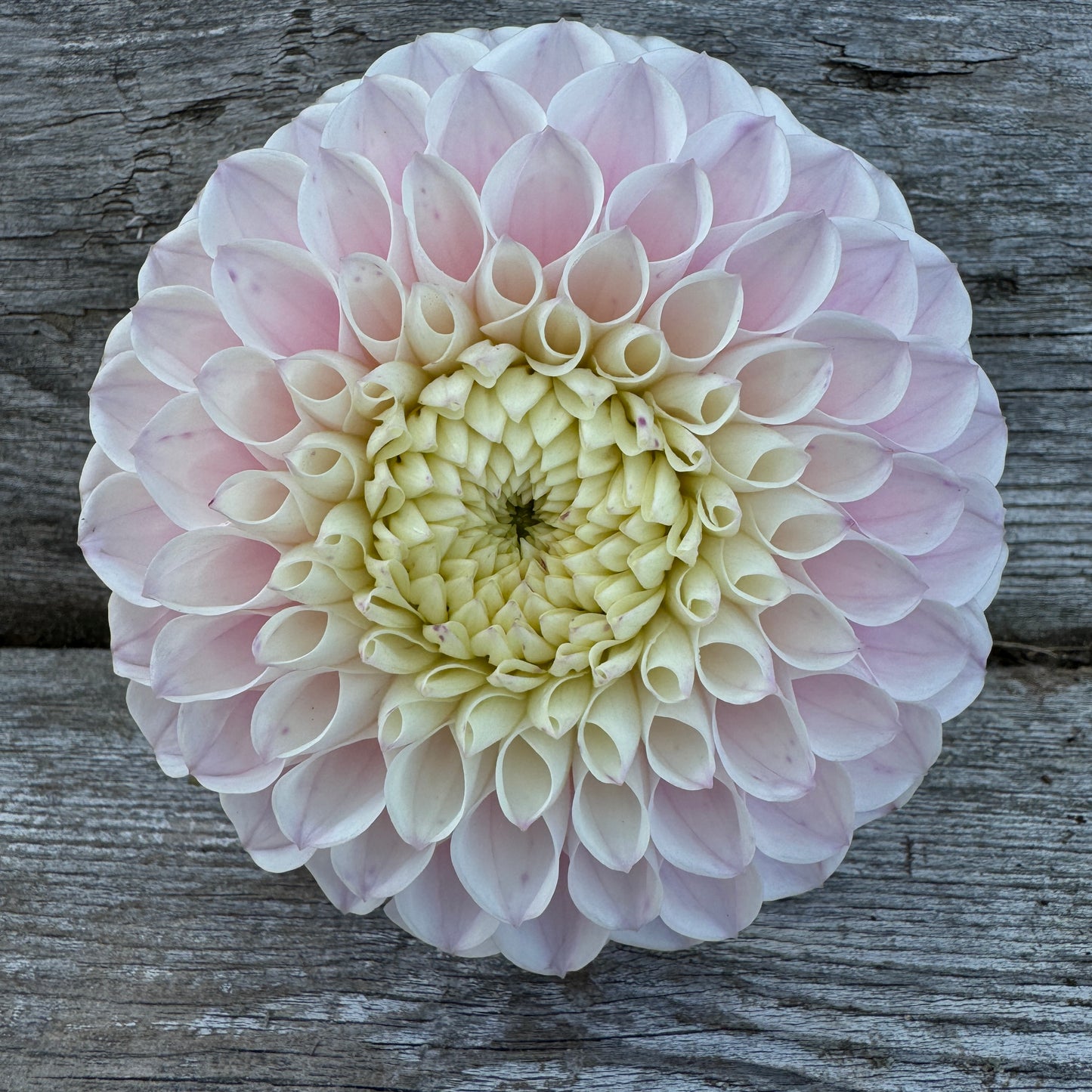 Dahlia Pink Pearl has strong stems and is a heavy producer of flowers