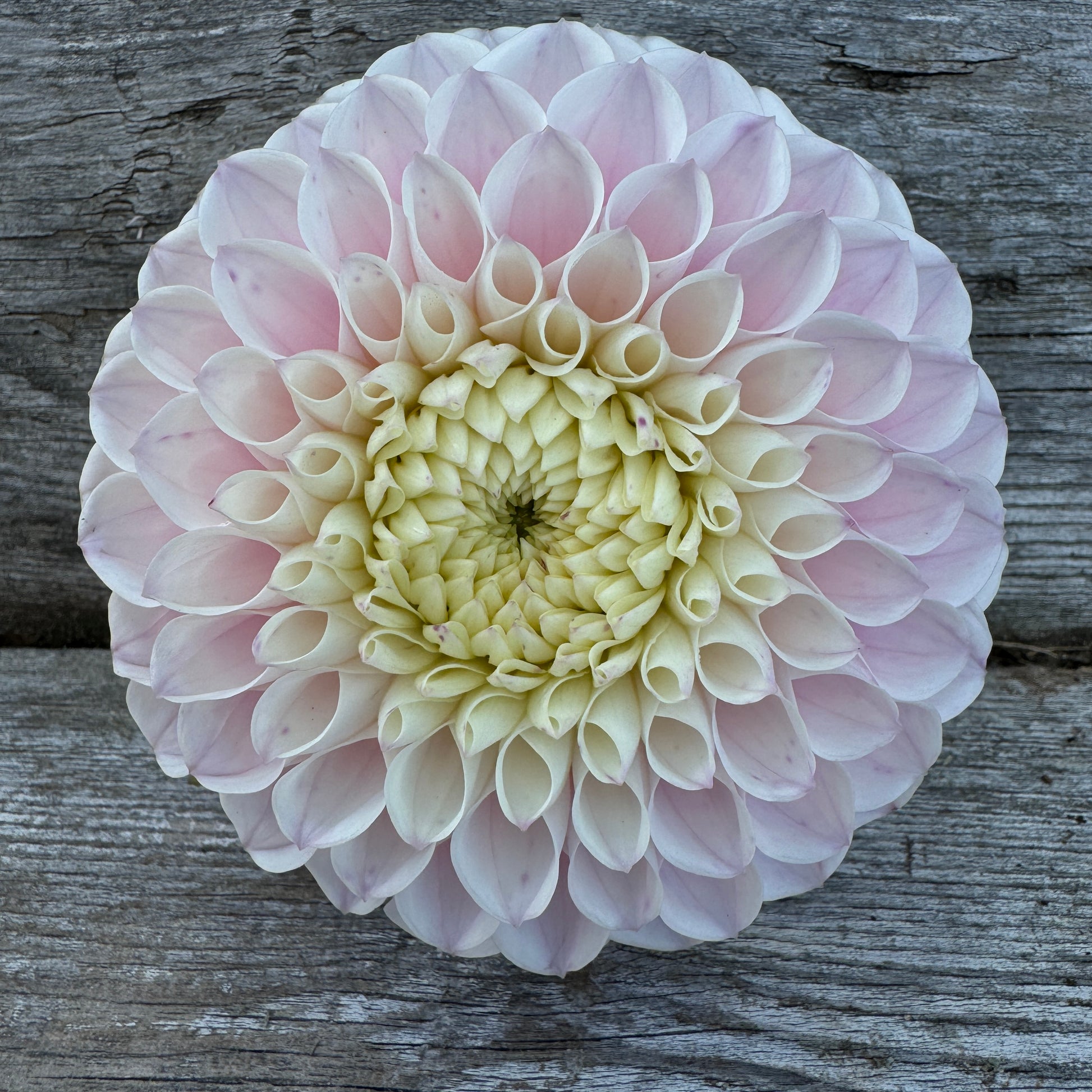 Dahlia Pink Pearl has strong stems and is a heavy producer of flowers