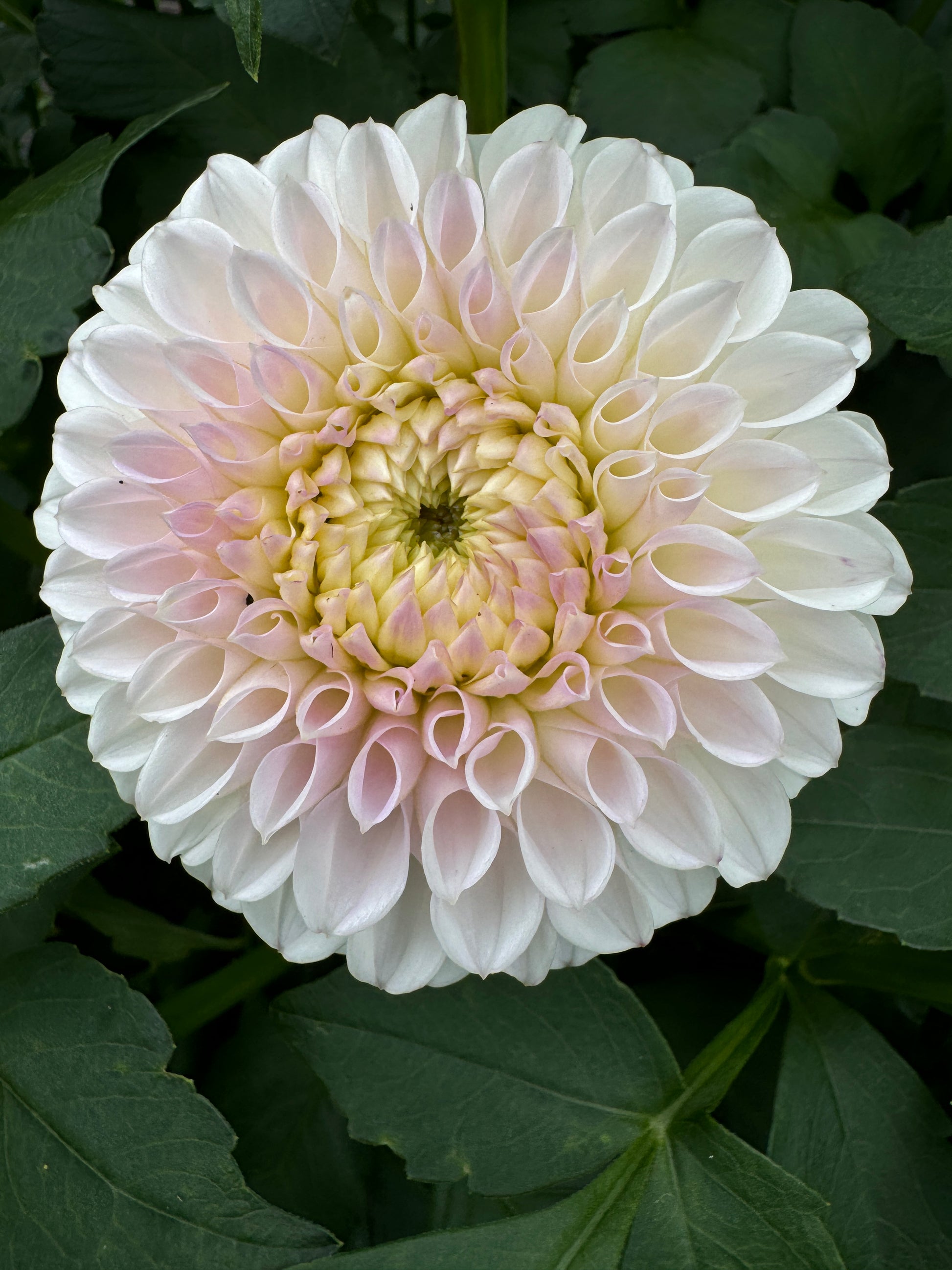 Perfect ball dahlia Pink Pearl