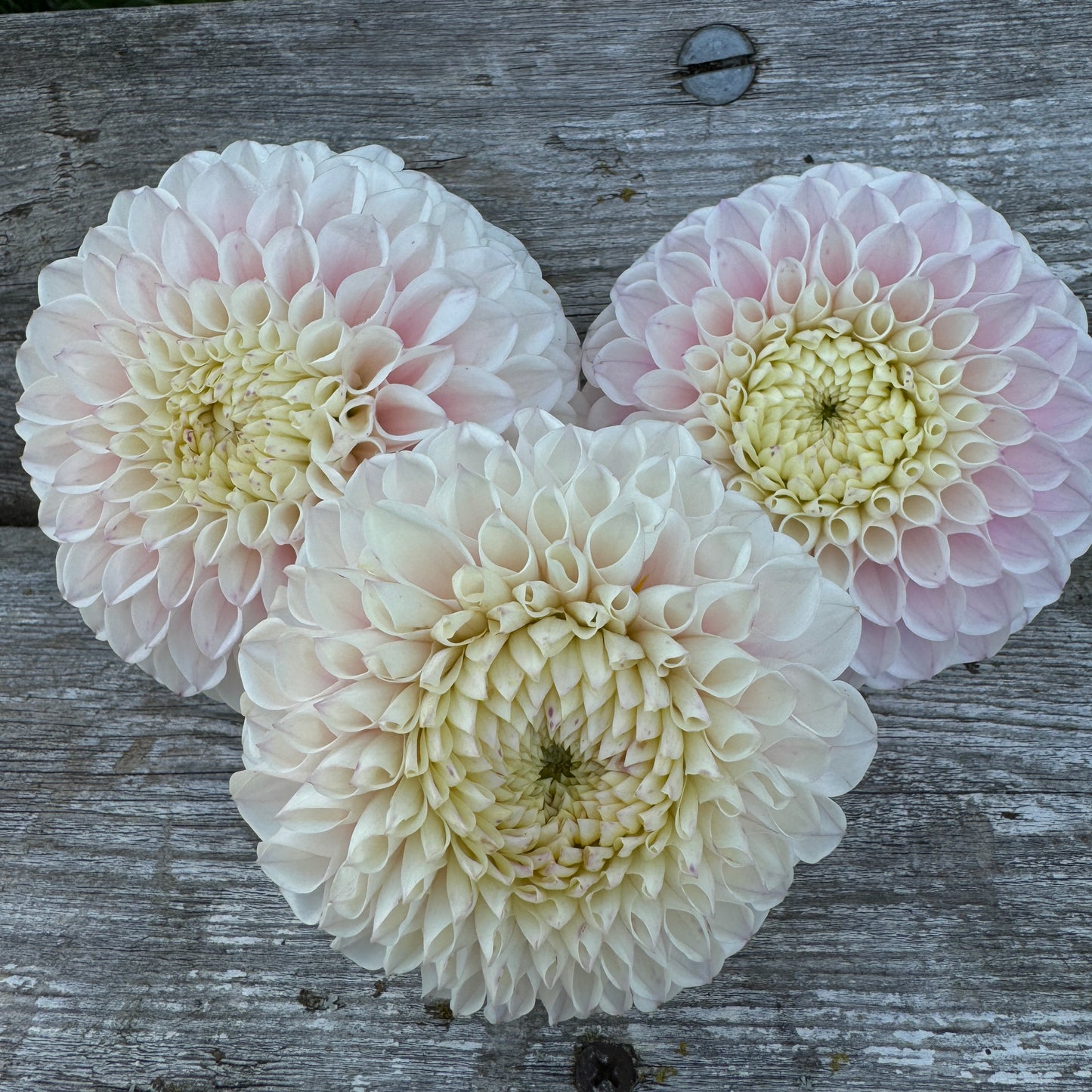 Soft pink dahlia tubers called Pink Pearl great in the landscape lots of flowers