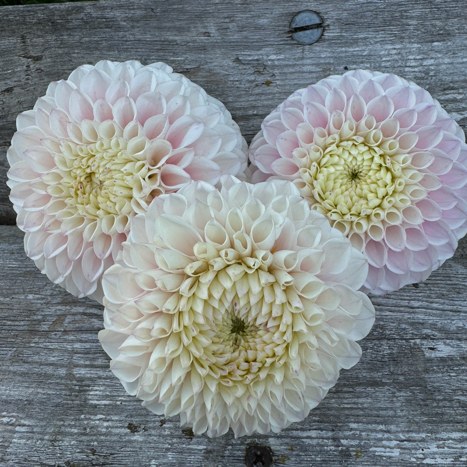 Soft pink dahlia tubers called Pink Pearl great in the landscape lots of flowers