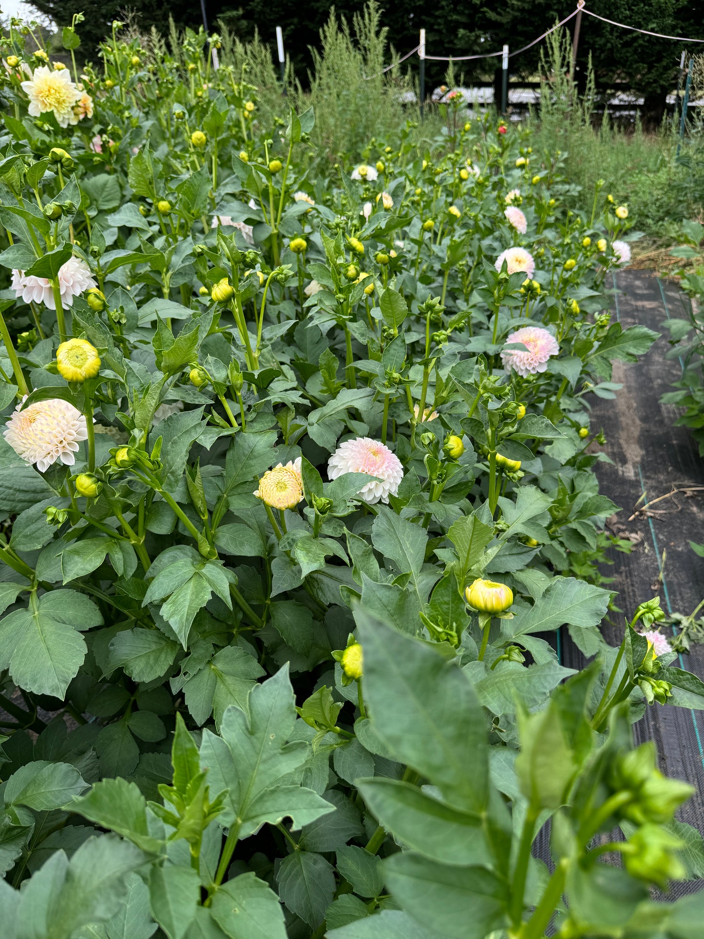 Lush field of Dahlia Pink Pearl