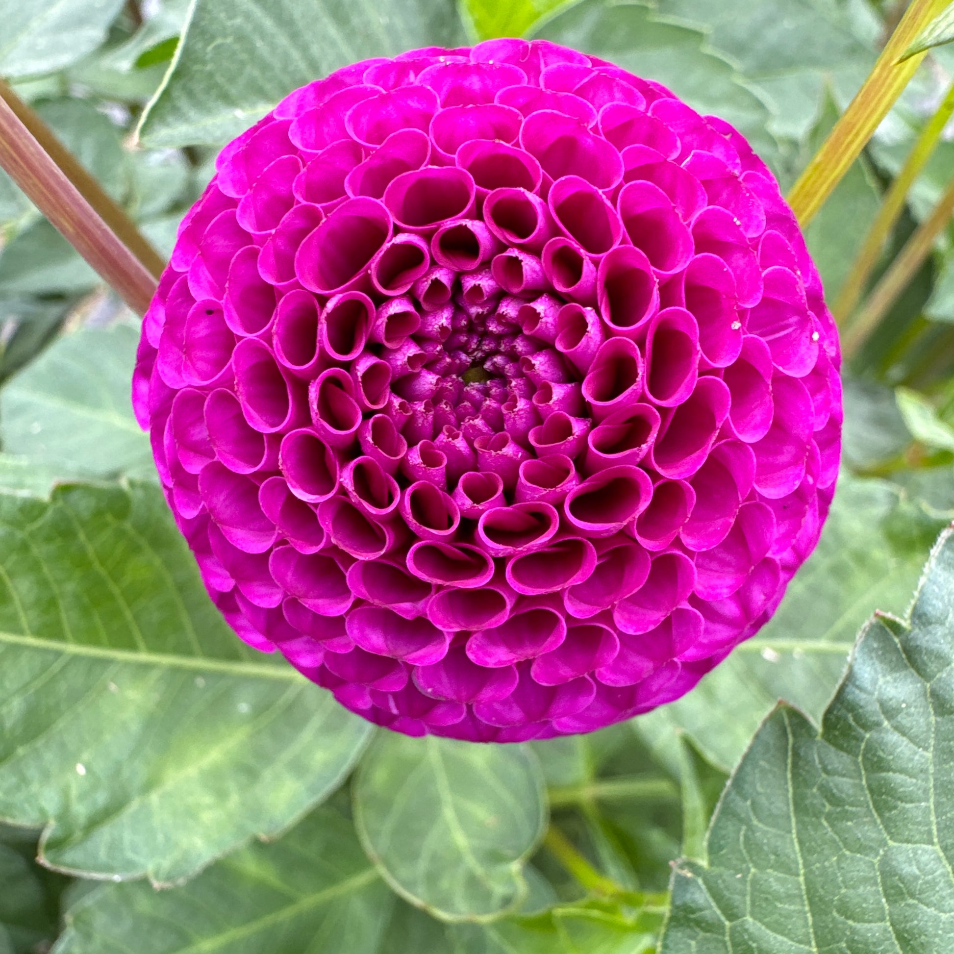Dahlia Rocco perfect accent balls to include in a bouquet 