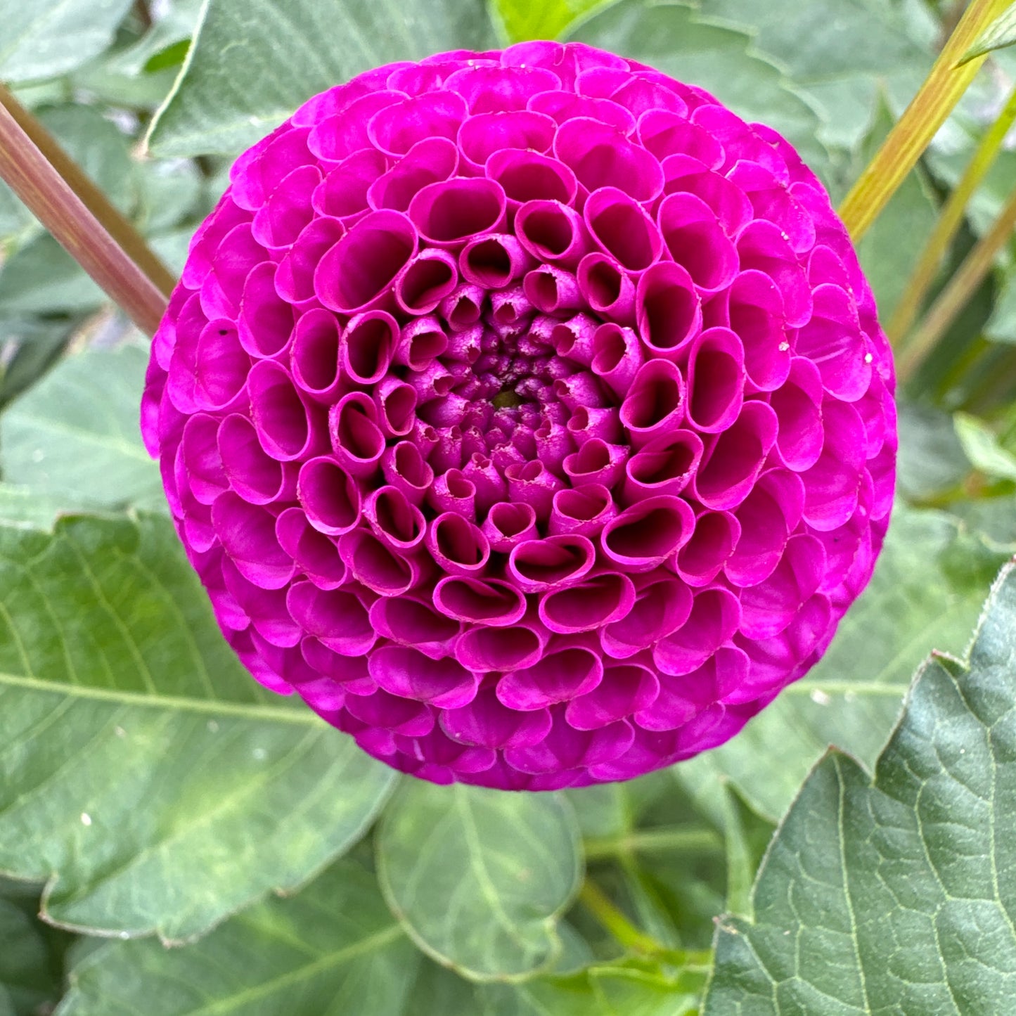 Rocco Dahlia tuber makes a great accent flower in a bouquet.