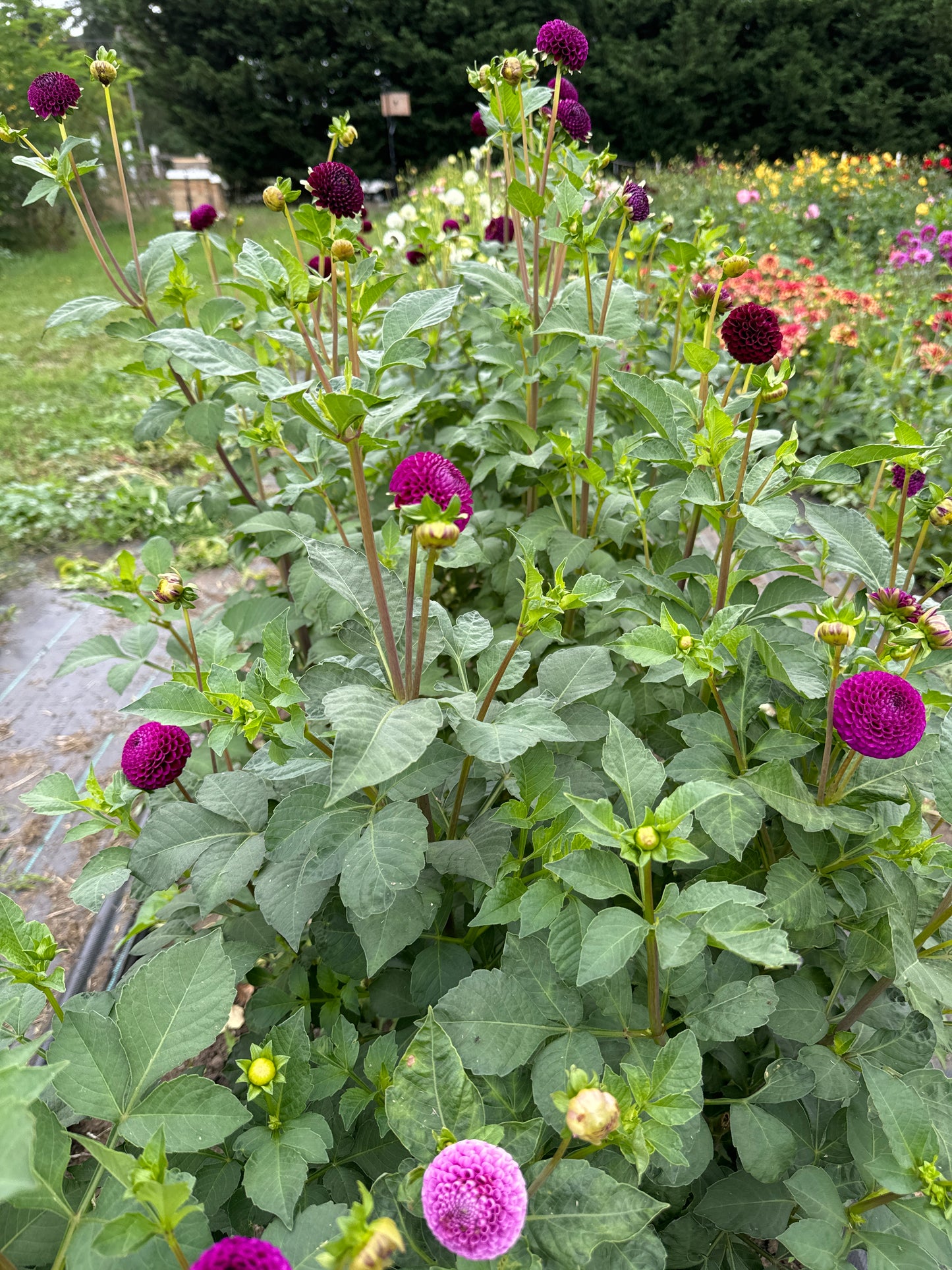 Small blooms DAHLIA Rocco tubers perfect flowers