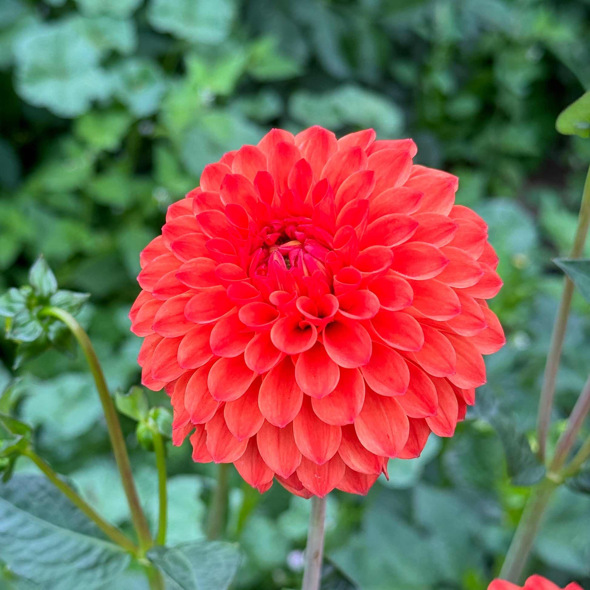 Close up of Red Dahlia Safe Shot