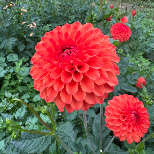 Red Dahlia Safe Shot close up