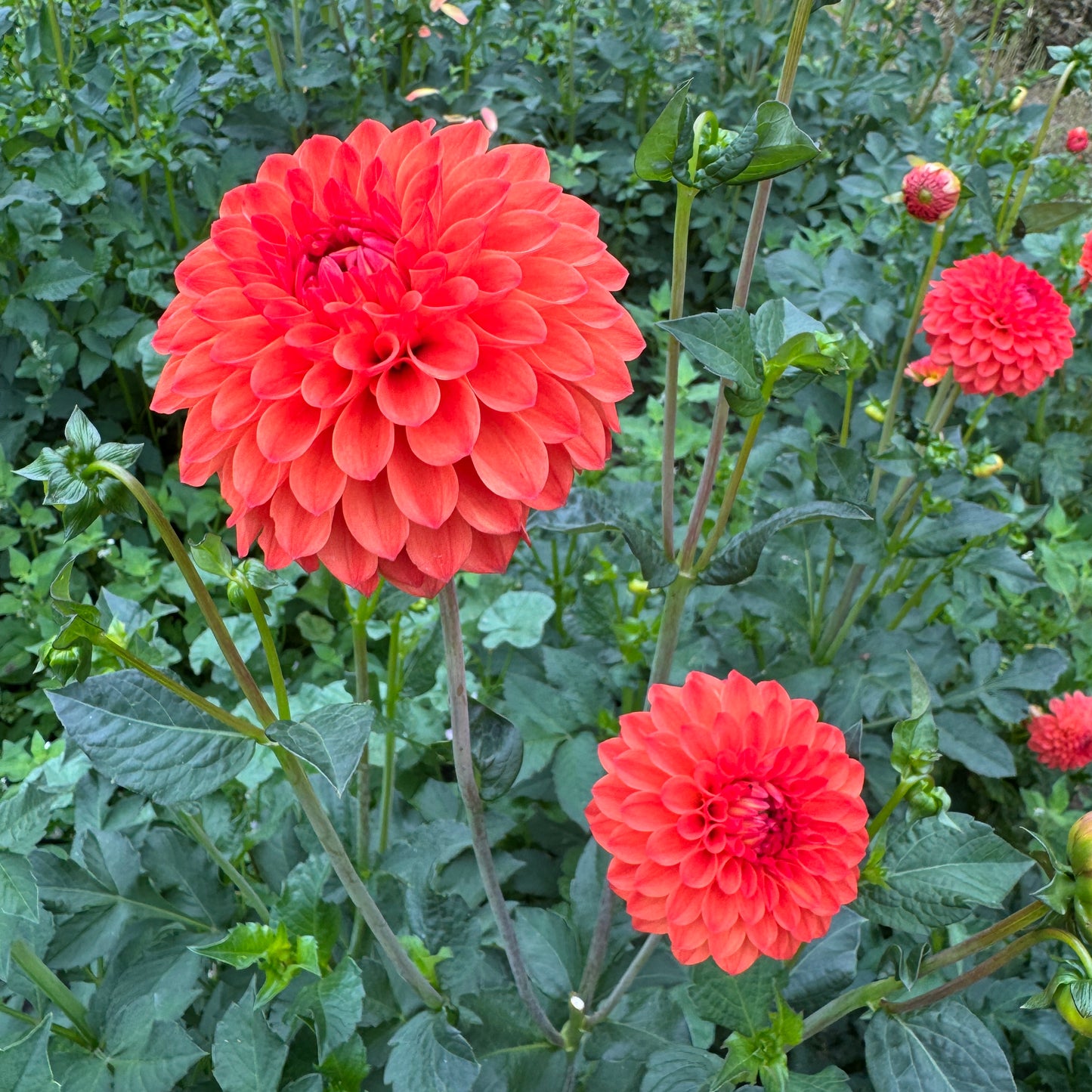 Bright red orange dahlia Safe Shot