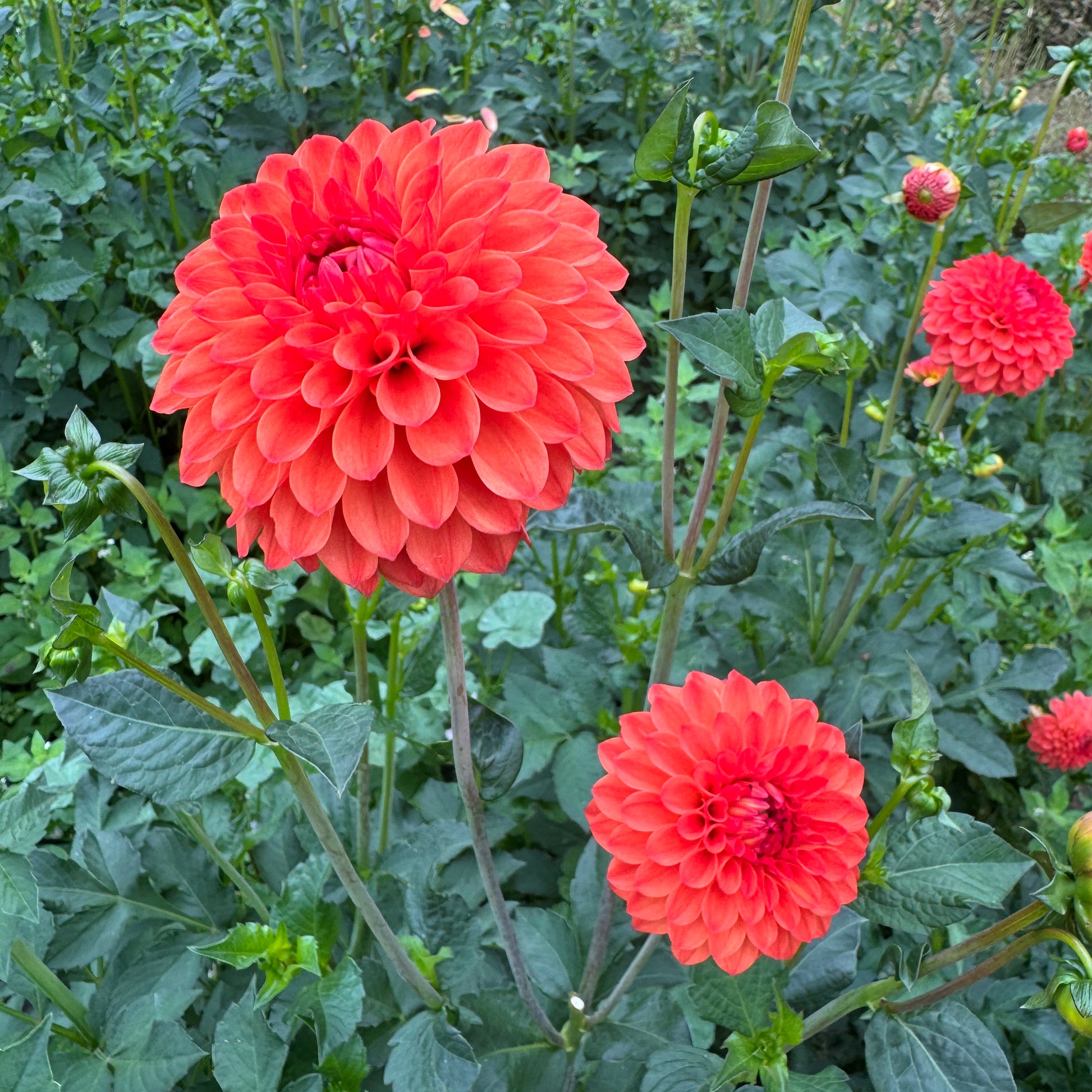 Bright red orange dahlia Safe Shot