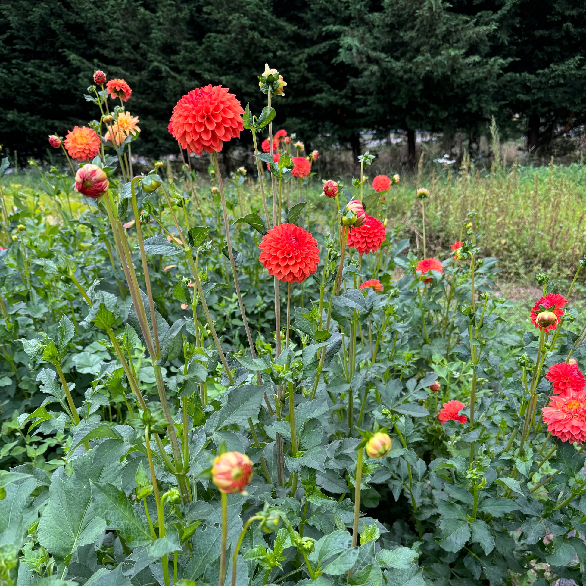 Field view of red Dahlia Safe Shot
