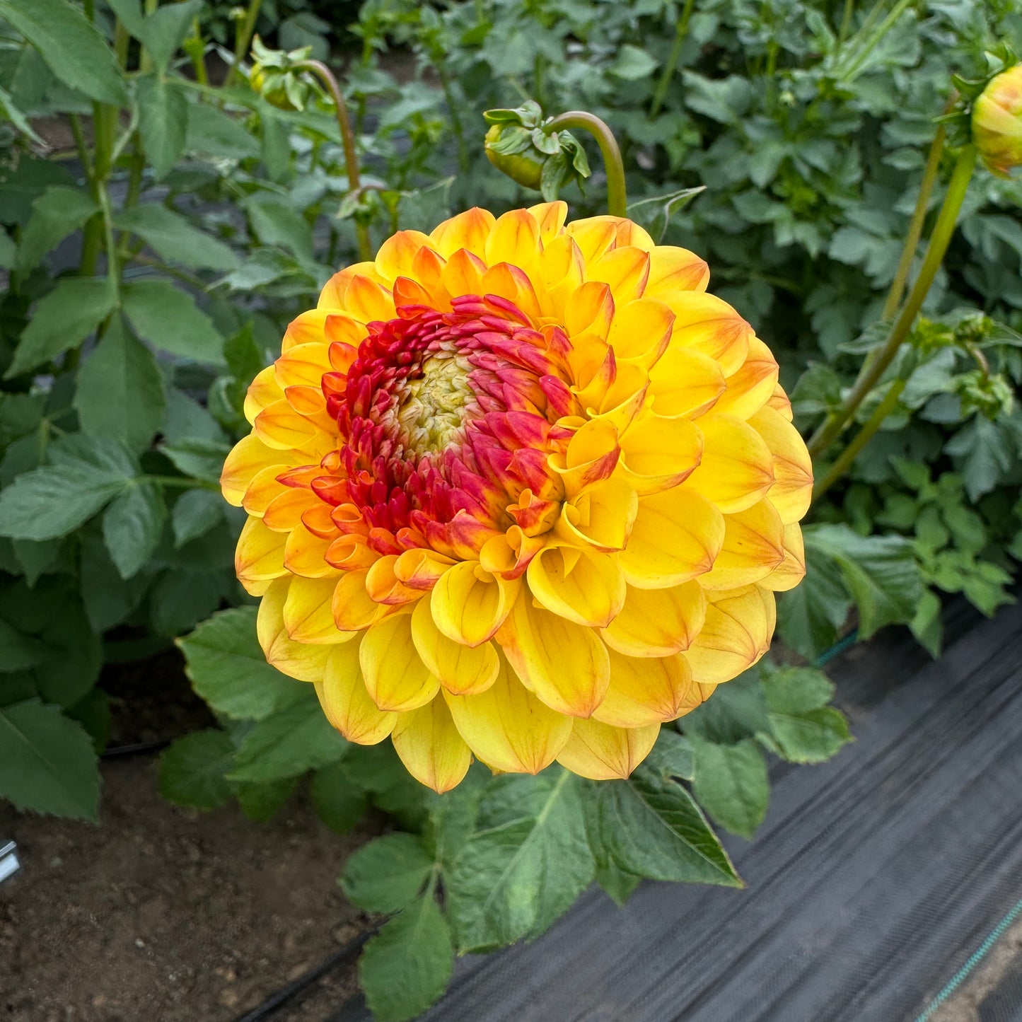 Dahlia Sunny Boy is full of sunshine