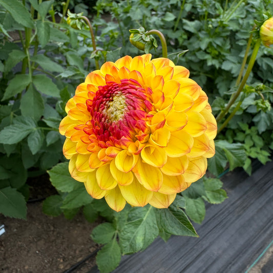 Dahlia Sunny Boy is full of sunshine