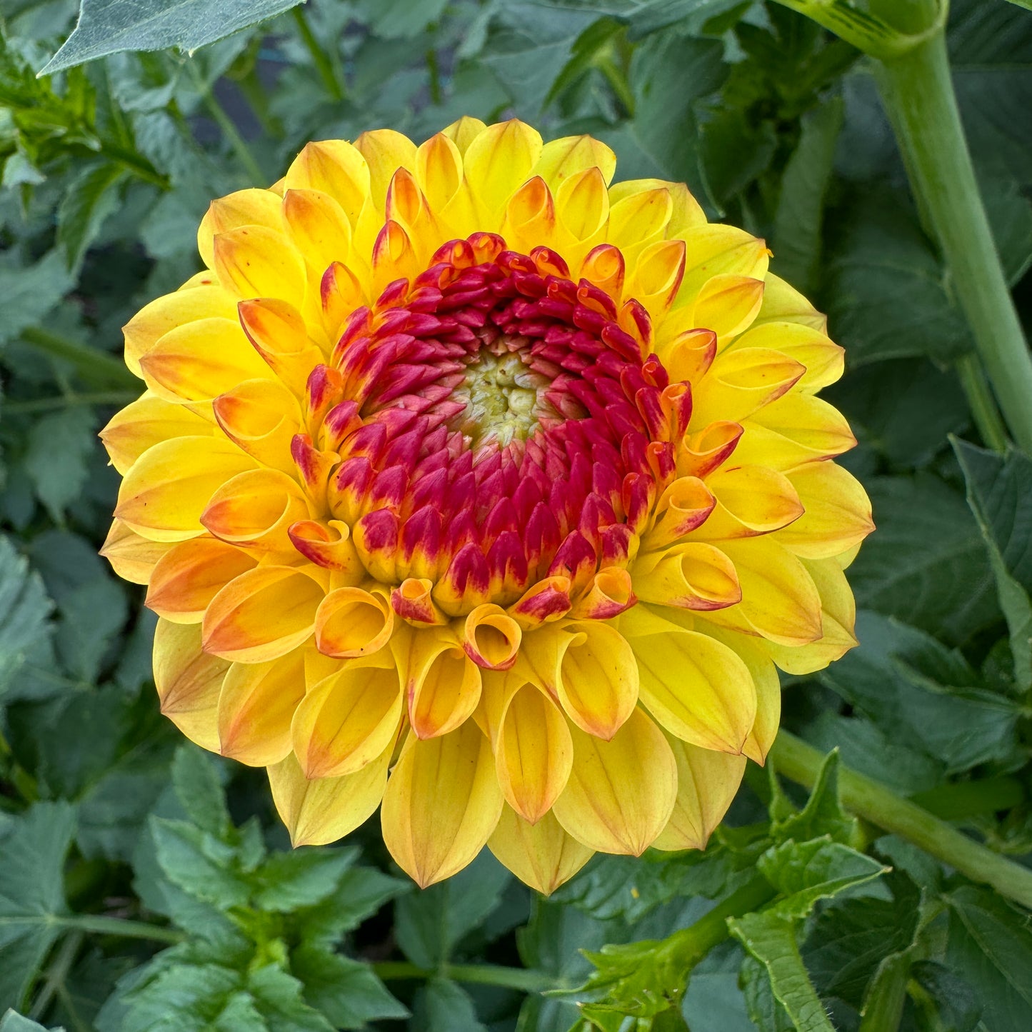 Close up of Dahlia Sunny Boy