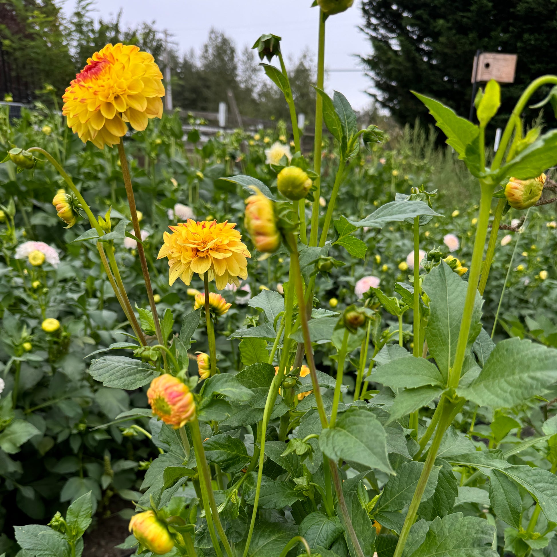 Field view of Dahlia Sunny Boy