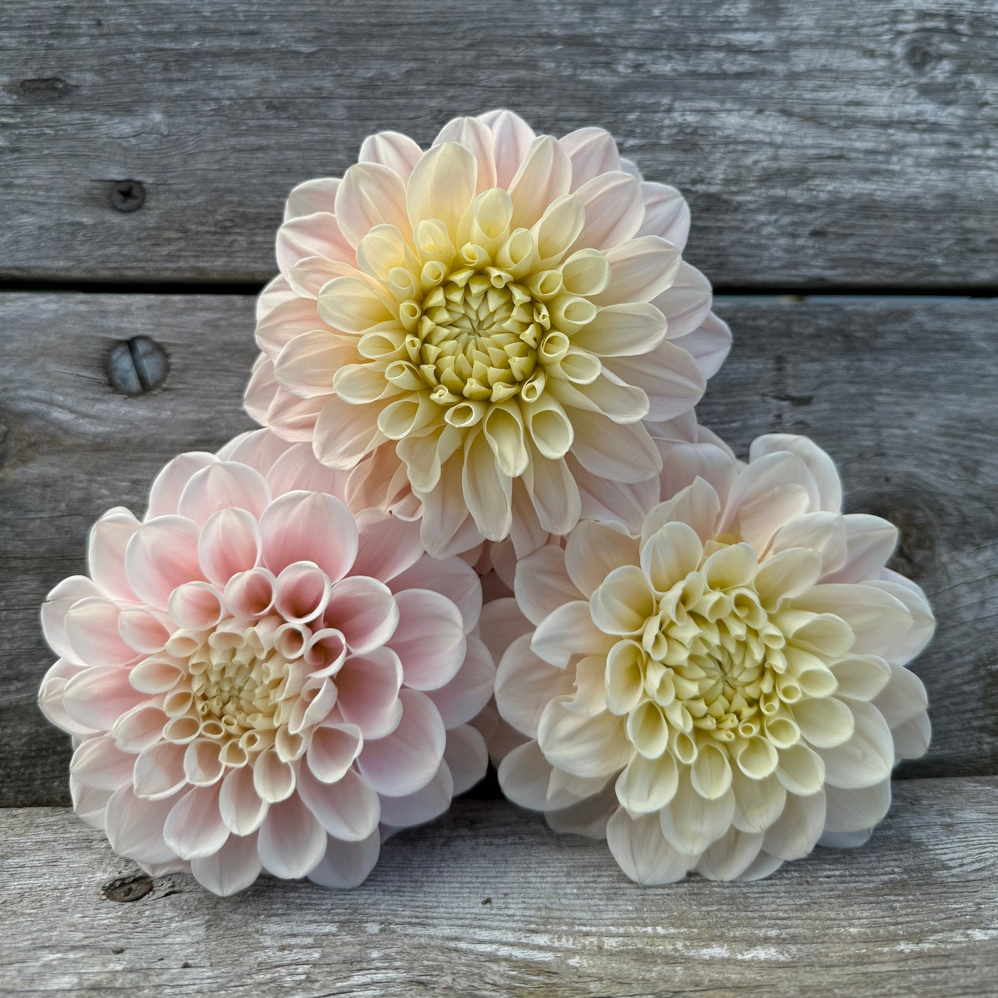 Blushing Dahlia Sweet Nathalie changes colors through the season