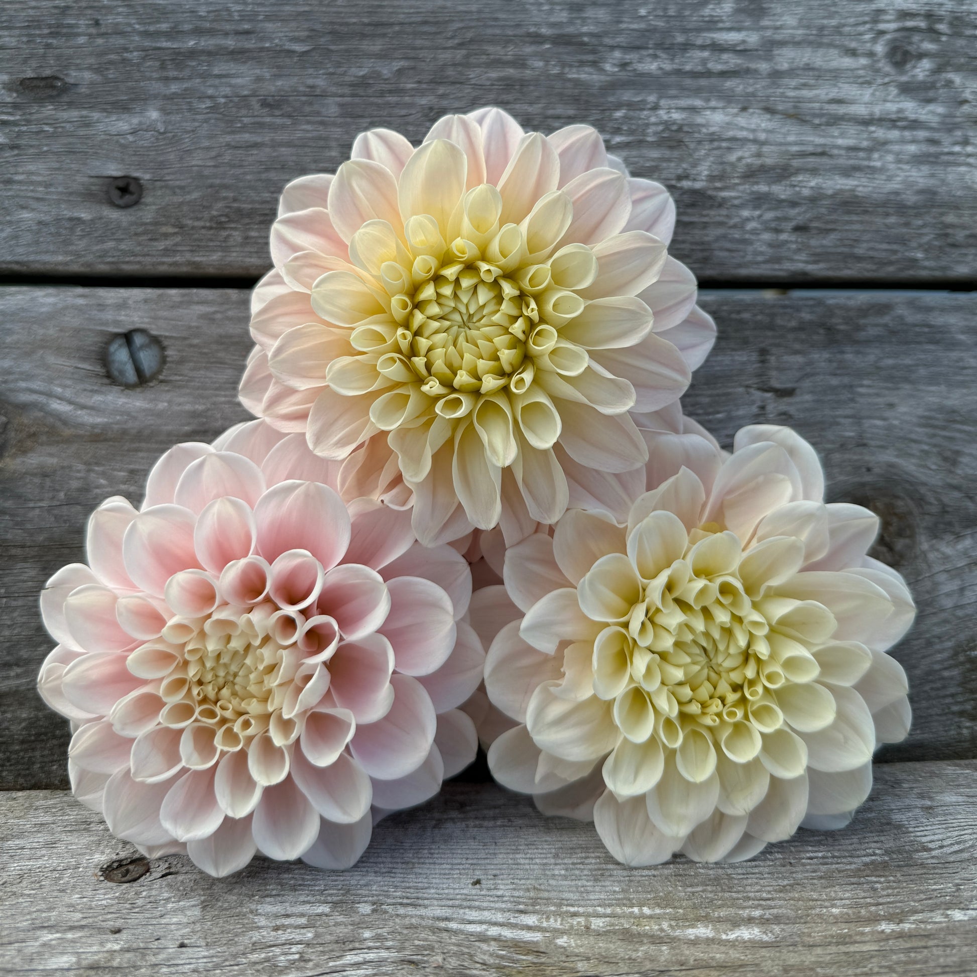 Blushing Dahlia Sweet Nathalie changes colors through the season