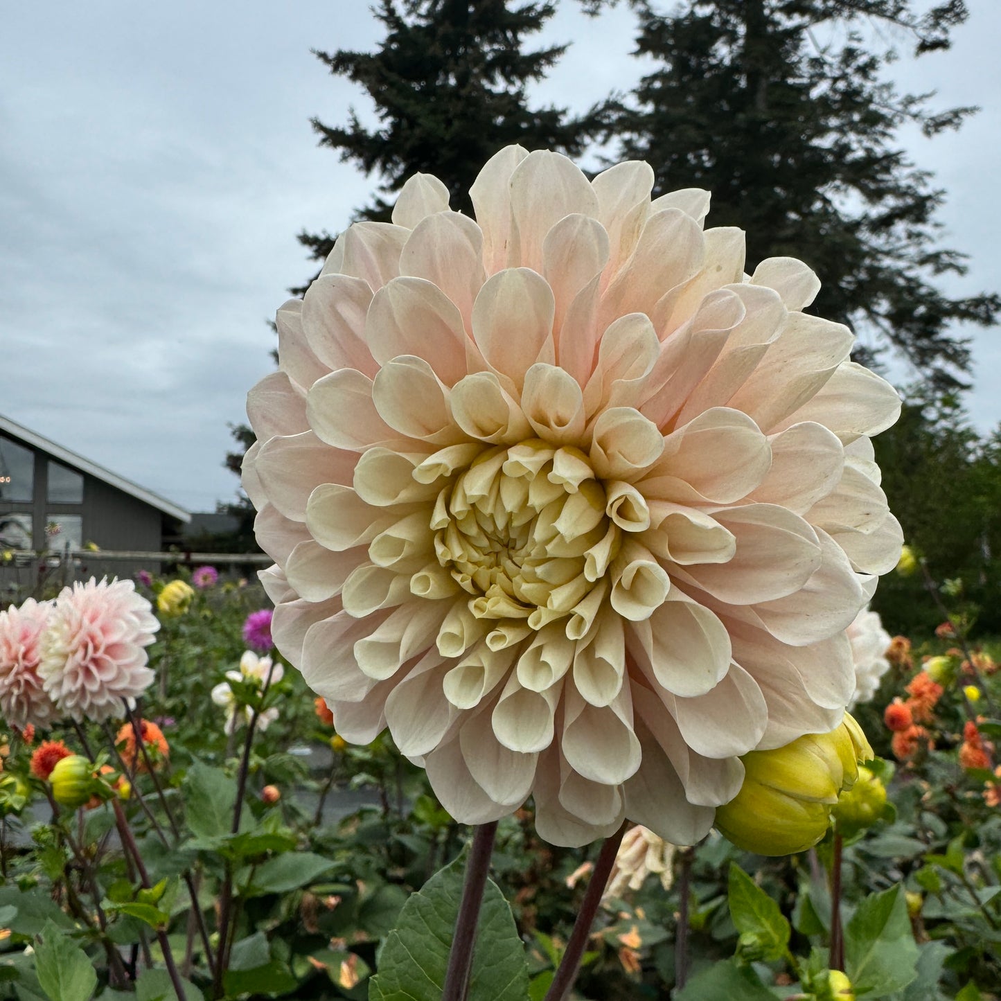 Blush colored Dahlia Sweet Nathalie