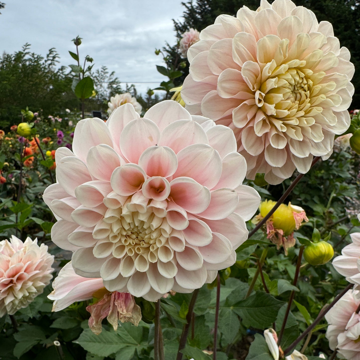 Dahlia Sweet Nathalie pink white blush coloring