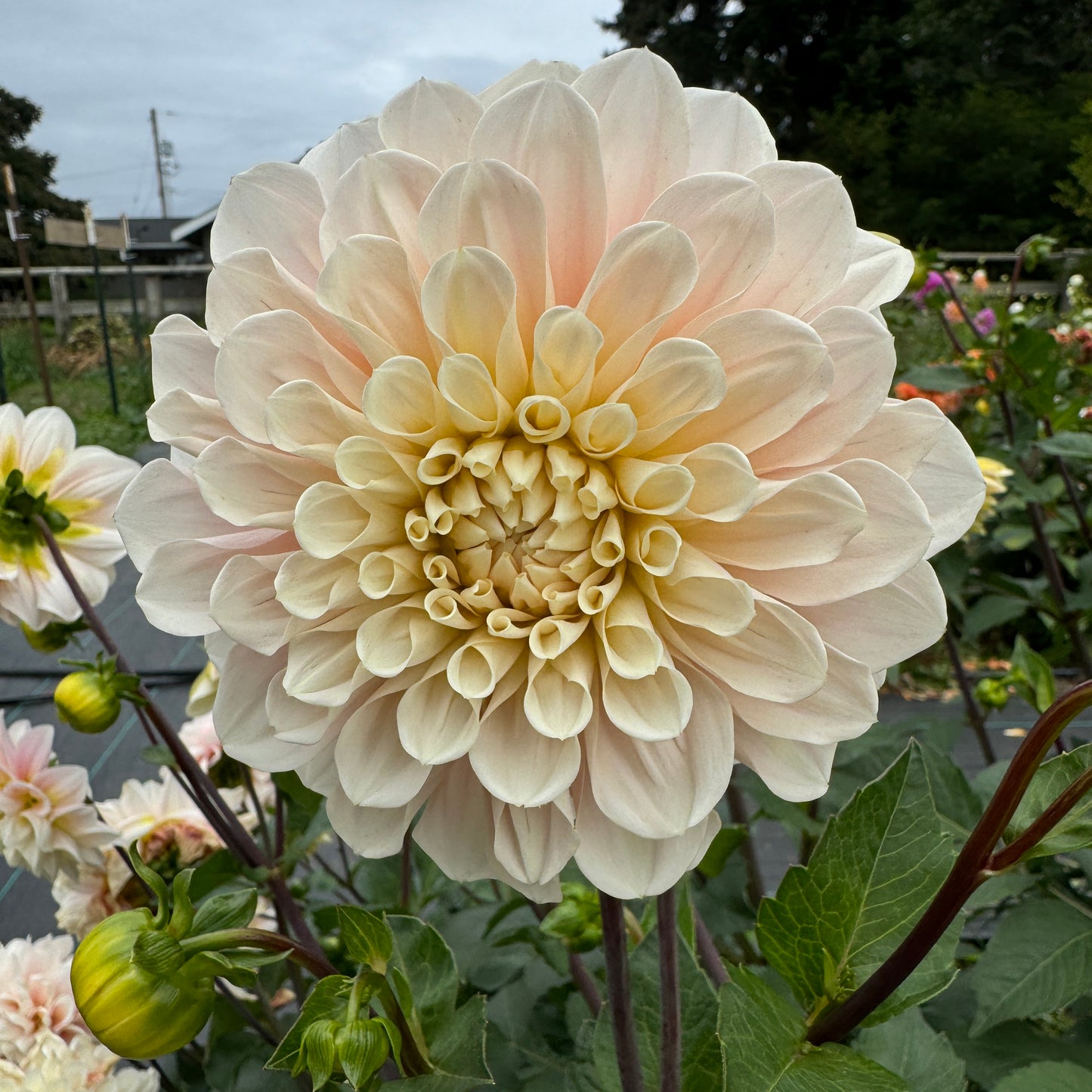 Cream colored Dahlia Sweet Nathalie