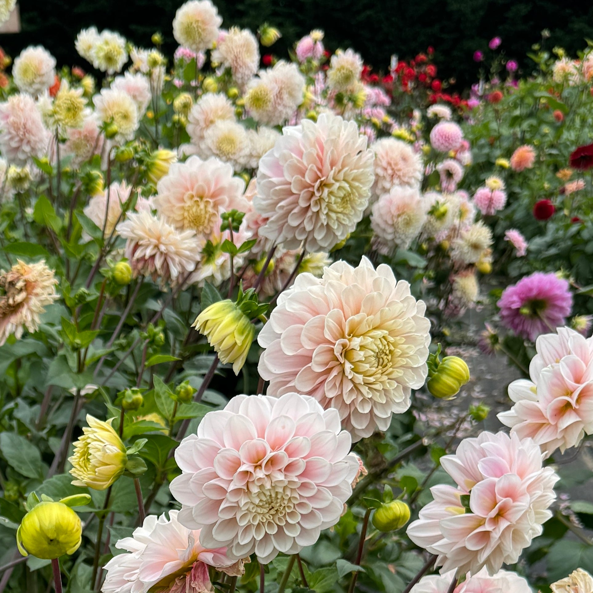 Creamy blush Dahlia Sweet Nathalie-strong stems