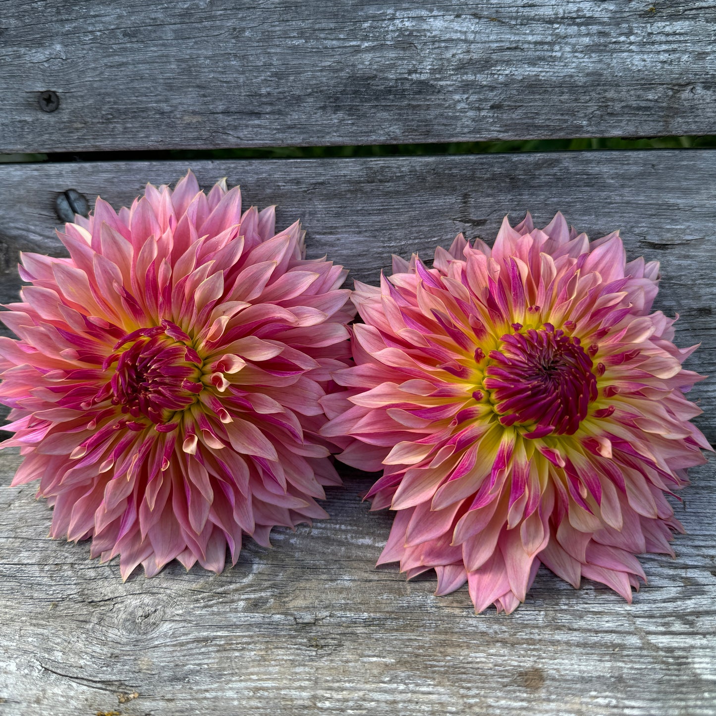 Raspberry pink blooms on Dahlia Tom Pouce 