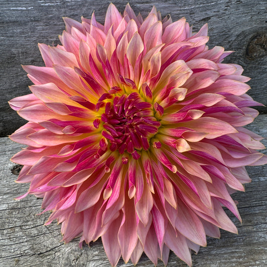 Big beautiful Tom Pouce bloom 