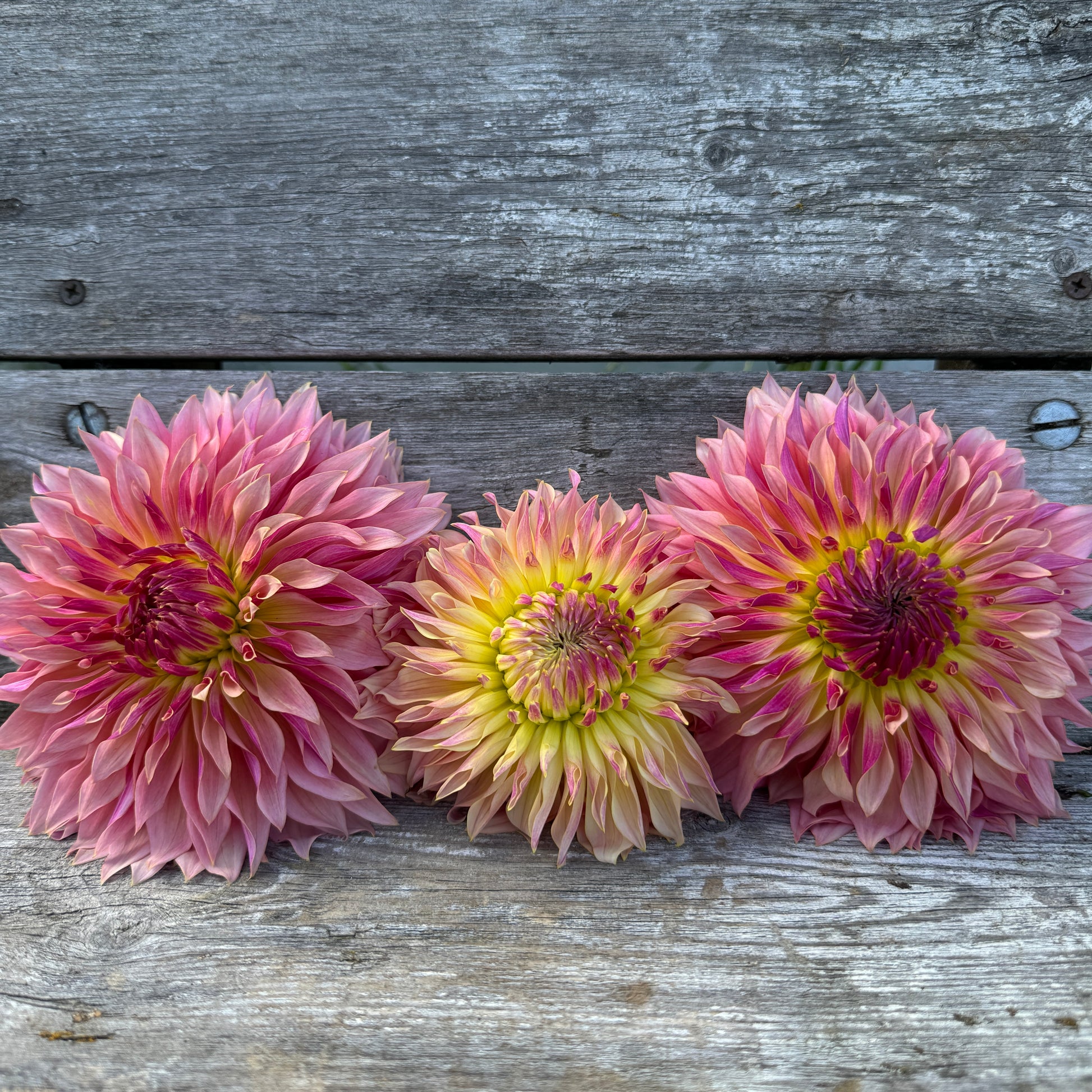 Big beautiful Dahlia Tom Pouce with Raspberry pink with a hint of yellow blooms