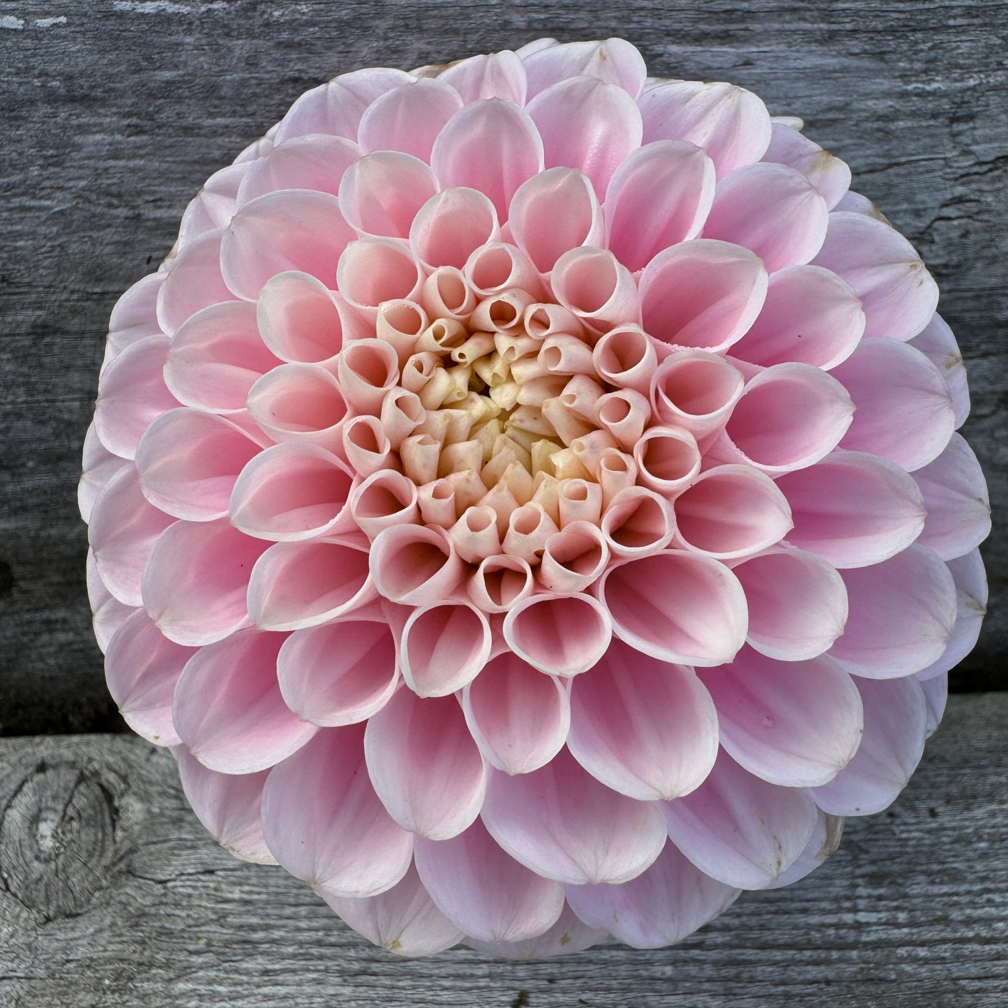 Wizard of Oz Dahlia forms a beautiful ball in pink