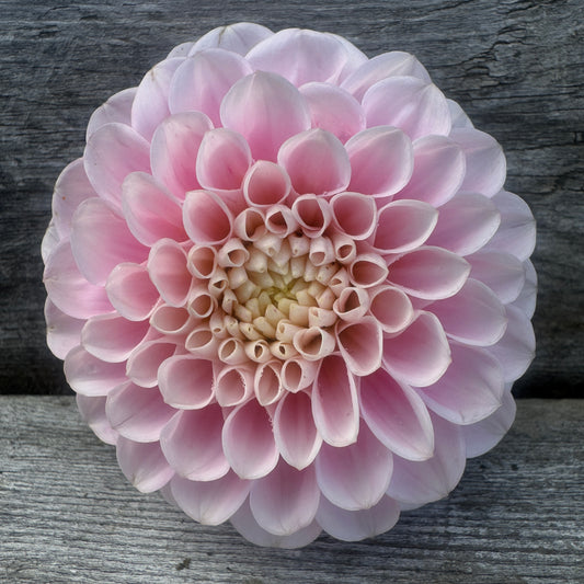 Ball Dahlia Wizard Of Oz with tight pink blooms