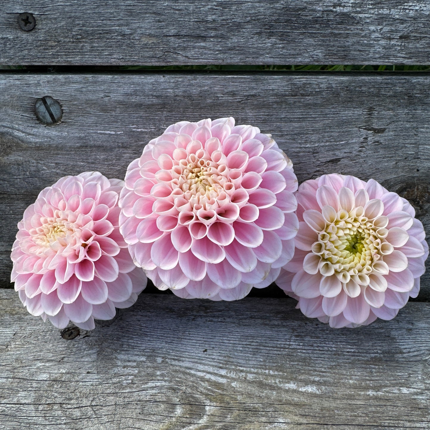 Wizard of Oz Dahlia in pink
