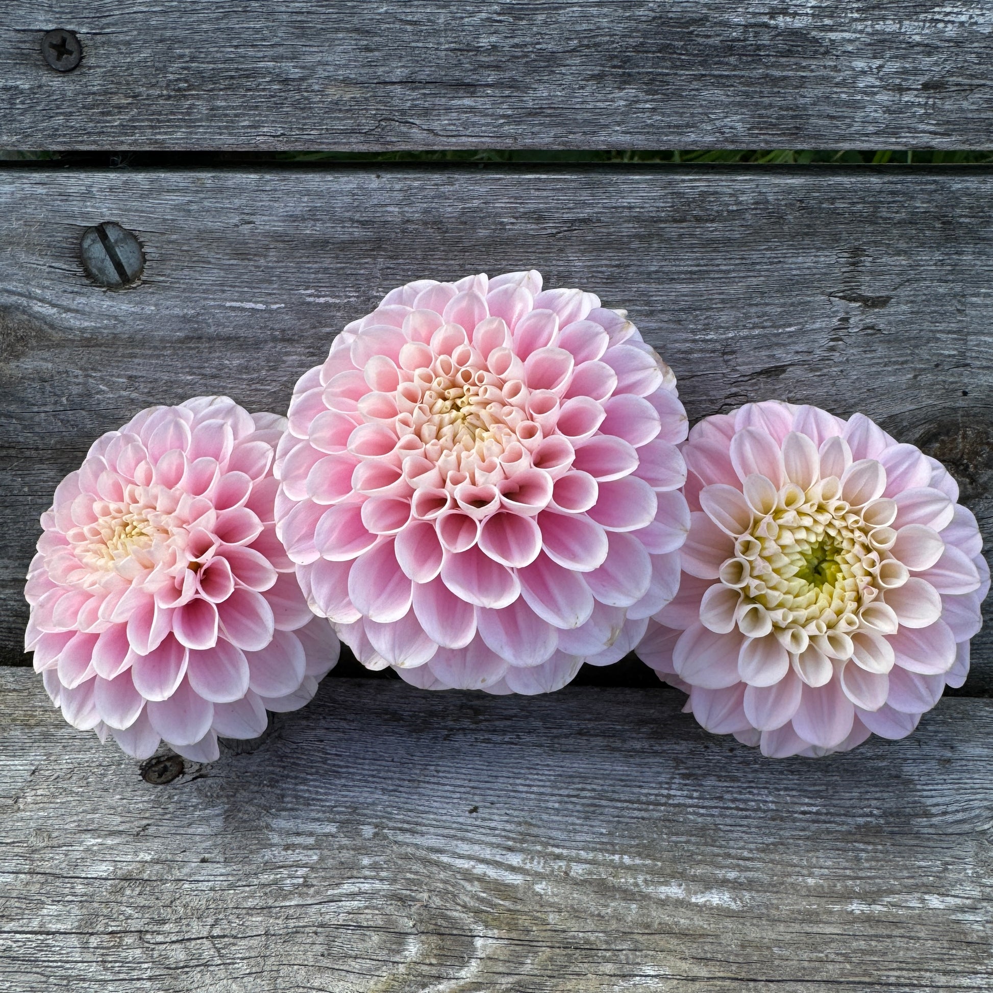 Wizard of Oz Dahlia in pink